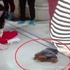 小孩不聽話逗弄狗狗讓狗狗緊張吠叫，小孩父親不由分說把狗狗重摔在地致死：「牠咬了我的小孩！」