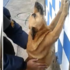 身為「警長」就是要以身作則！反收編一群警察的流浪狗最愛幫大家練習如何「搜身」（影片）