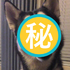 堪稱表情帝！主人當面吃掉最後一口漢堡，玻璃心碎滿地的哈士奇露出微妙表情讓人又心疼又好笑