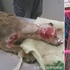 流浪狗偷雞被人潑熱柏油，好心女士與醫生合力救治讓瀕死狗狗出現感人奇蹟！