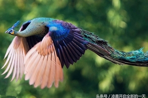 美到讓人不敢相信：高清鏡頭下展翅高飛的孔雀！根本就是現實生活中的鳳凰！