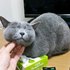 神奇！臭臉貓一踏上衛生紙盒就變身爽爽貓(=´ᴥ`) 衛生紙的守護者 霸佔全家衛生紙盒的惡霸喵喵XD