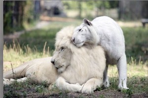 白獅和白虎相愛後產下4隻「跨物種神獸」，但這些萌翻人的小傢伙卻有個令人擔心的隱憂！！