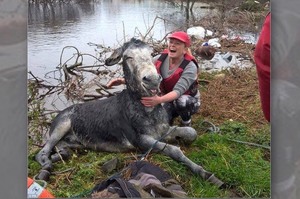 小毛驢被困在大洪水之中，被救上岸後笑著感謝著救難人員的模樣...真是太可愛了！！