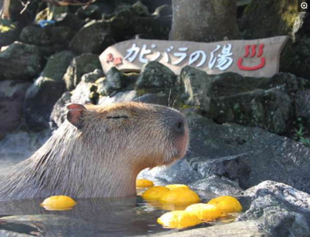 想泡湯發現裡面居然都滿了 水豚 先生不好意思請你們排隊喔