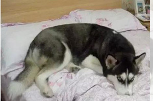 為什麼狗狗喜歡跳上床跟你一起睡？專家解釋：原因讓你想哭！