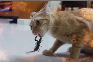 「當貓咪與蠍子打架誰會贏？」看著家貓被蠍子狠夾，白目主人興奮到拍手歡呼...記錄過程PO上網遭網友轟爆！！(影片)