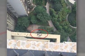 貓咪不小心從27樓陽台掉了下去，主人趕緊衝上前一看...立刻嚇得全身直冒冷汗！！