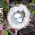 在樹上發現硬幣大小的巢穴，裡面還藏有兩顆蛋...之後孵出來的東西真的讓人又驚又喜！！