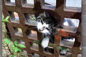 「本喵真的糗大了....」發現一個懊悔的貓頭卡在路邊水溝蓋....網友嚇得馬上通知消防隊員搶救！
