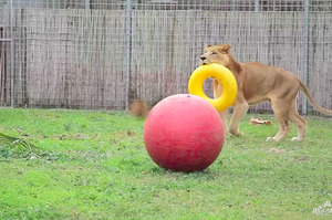 玩具壞掉後保育員再送給大獅一隻，他緊咬不放超開心的樣子....真的讓大家融化！（影片）
