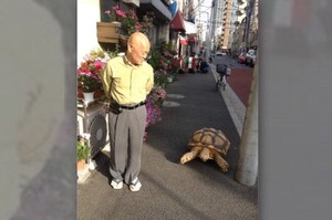 爺爺每天帶著烏龜到大街上散步，每走幾步就停下來等牠...網友表示：「是超貼心的龜仙人」