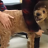 「好久不見！」因糖尿病而失去光明的㹴犬經手術後回復視覺，再次見到主人時激動的神情令人感動！