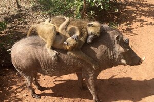 跨越品種界線的友誼～狒狒收服疣豬成為專屬私人司機，隨傳隨到一起趴趴走！