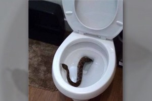 看到一條響尾蛇出現在馬桶已經嚇壞，沒想到接下來幾分鐘內看到的畫面...讓網友超想搬家！