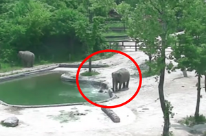 小象不慎落水，大象們衝去拯救牠的樣子...真的讓人超級感動！（影片）