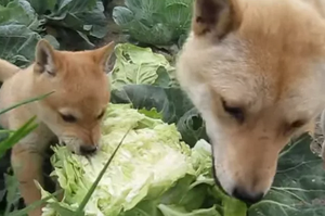 家裡的菜園大豐收，柴犬媽帶小柴犬來吃高麗菜大餐的樣子....真的超級可愛！（影片）