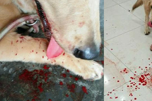 愛犬突然大吐血，送去醫院檢查原因後...主人自責：是我害了牠！！