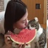 我們一起吃吧！女主人吃西瓜旁邊貓咪也想吃，女主人分享一起吃的樣子真的是超級溫馨！（影片）