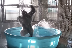 狂野濕身秀！大猩猩在水池中大跳艷舞，甩臀扭腰根本是在撩妹啦！我會說這是限制級嗎？（影片）