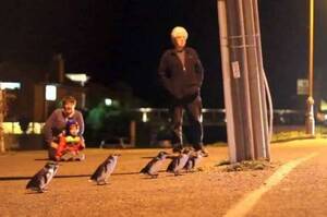 不希望再看到企鵝冒著生命在過馬路，紐西蘭政府想出的解決方法讓全世界都讚爆了(影片)
