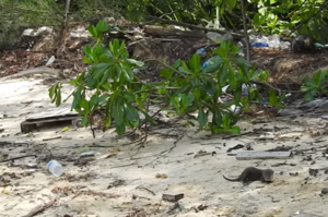 他把小海獺獨自留在岸邊⋯⋯但是請看誰突然出現並帶走了小海獺！