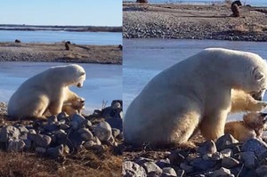 看到北極熊出現在雪橇犬身後感到有些緊張，但下一秒牠超像人類的「暖心舉動」真的讓人大開眼界！！(影片)