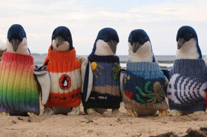 109歲老爺爺暖心幫小企鵝穿上親手織的毛衣，不是為了好看，而是為了挽回人們犯下的錯....