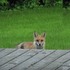 「狐狸到底怎麼叫？」路上發現一隻狐狸，慢慢靠近時牠發出的叫聲...差點笑到眼淚噴出來XD(影片)