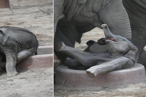 小象一屁股坐在水坑往後摔卡住狂掙扎，媽媽、阿姨合力解救