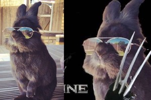 這隻兔兔戴上墨鏡後的樣子真的太帥氣...結果卻意外開啟一場修圖大戰XD