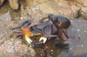 難得一見！章魚從水裡跳出抓住岸上螃蟹，把螃蟹拖進水中消聲匿跡（影片）