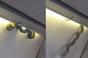「飛機上真的有蛇!!!」抬頭驚見巨蛇竄動...機長緊急降落將這位搭「霸王機」乘客請下車
