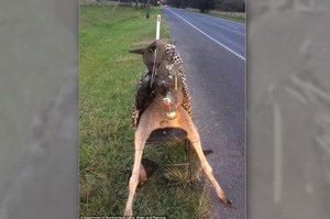 極致侮辱！澳洲一袋鼠被殺擺路邊，還被批上豹紋衣服綁在椅子上玩弄