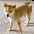 這根本是大法師吧!?每當想要主人開門時這隻看似普通的柴犬都會做出「極其怪異」的舉動驚呆所有人!
