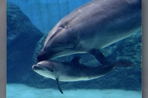 「不想你失去自由」海豚媽媽忍痛殺死寶寶...只因不想讓牠一輩子被囚禁水族館！！