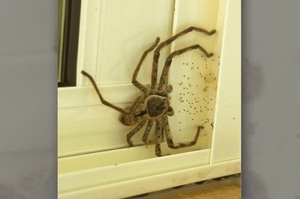 準備出門時發現有隻蜘蛛檔在門口，仔細看清楚牠的Size後...根本嚇到不敢去開門呀！！