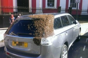 婦人開車被「2萬」隻蜜蜂狂追差點嚇暈，打開車廂一看...才發現這群蜜蜂大軍是如此「忠心」(影片)