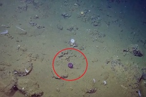 科學家發現海底有雙大眼睛在看著自己，靠近一看...瞬間被萌翻！！(影片)
