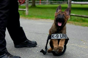 第一天訓練就急著穿制服，小警犬害羞模樣讓人融化...長大後變超帥！