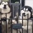 看到「內有惡犬」標語後，網友就融化了，兩隻雪橇歡迎人的方式超可愛！（附影片）