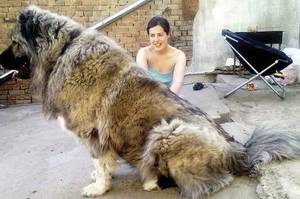 體型超巨大卻又愛撒嬌的柔情鐵漢高加索犬 在過去竟然被訓練成獵熊犬甚至可以獨自殺死一隻「熊」？！