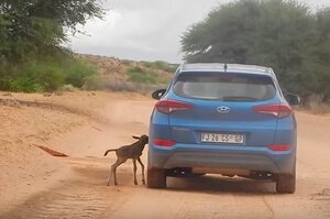 感人！迷路小牛羚以為汽車是牠的媽媽，一路邊哭邊跟隨十幾公里後終於回家（影片）