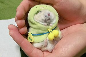 日本小倉鼠身穿「河童裝」呼呼大睡，可愛模樣讓網友都叫不出聲音了！