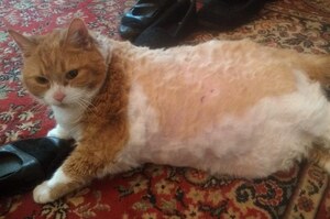 以為是被阿嬤幸福養胖的大橘貓，沒想到吃胖居然是這麼可憐的原因....