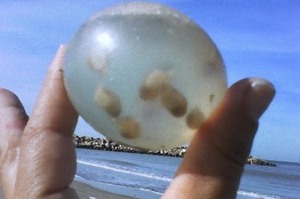 到海邊玩卻發現海灘上一顆顆「透明蛋」，上前一看...網友全都大吃一驚！！