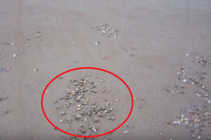 網友一早到海灘上散步，過了30秒才發現腳底下踩的不是砂...而是滿滿的「蛤蜊」！！(影音)
