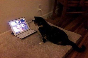 最愛的大狗哥哥過世後貓咪一直悶悶不樂...主人播放他們一起玩耍的影片，喵喵的舉動讓人看了超鼻酸！