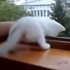 把手放在窗邊，露出一臉擔心表情的喵喵竟然....真的是太暖心了！！！(影片)