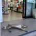 「詐騙罐罐！？」便利商店前躺著一隻貓....網友近看都笑惹！